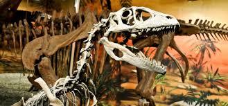 Paleontological Museum of Elche