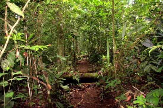 Parque Nacional Montanhas do Tumucumaque