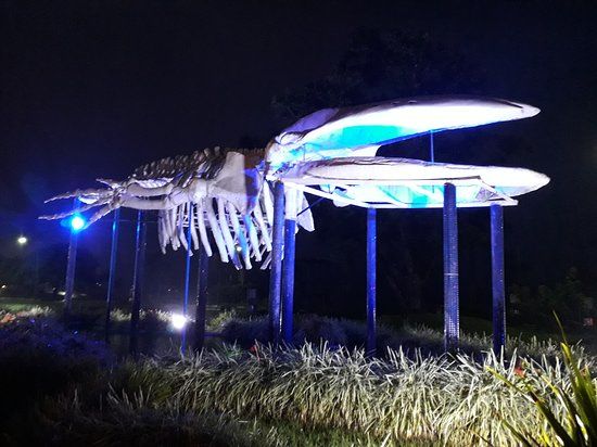 Whale Square