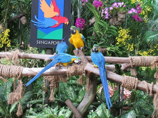Parque de las Aves en Jurong