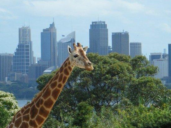 el Zoo de Taronga