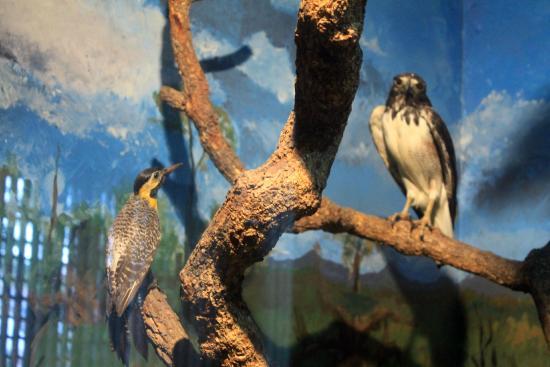 Museu de História Natural