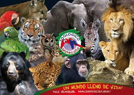 Matecana's Zoo