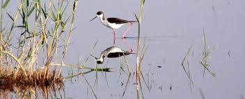 Pego-Oliva Marsh