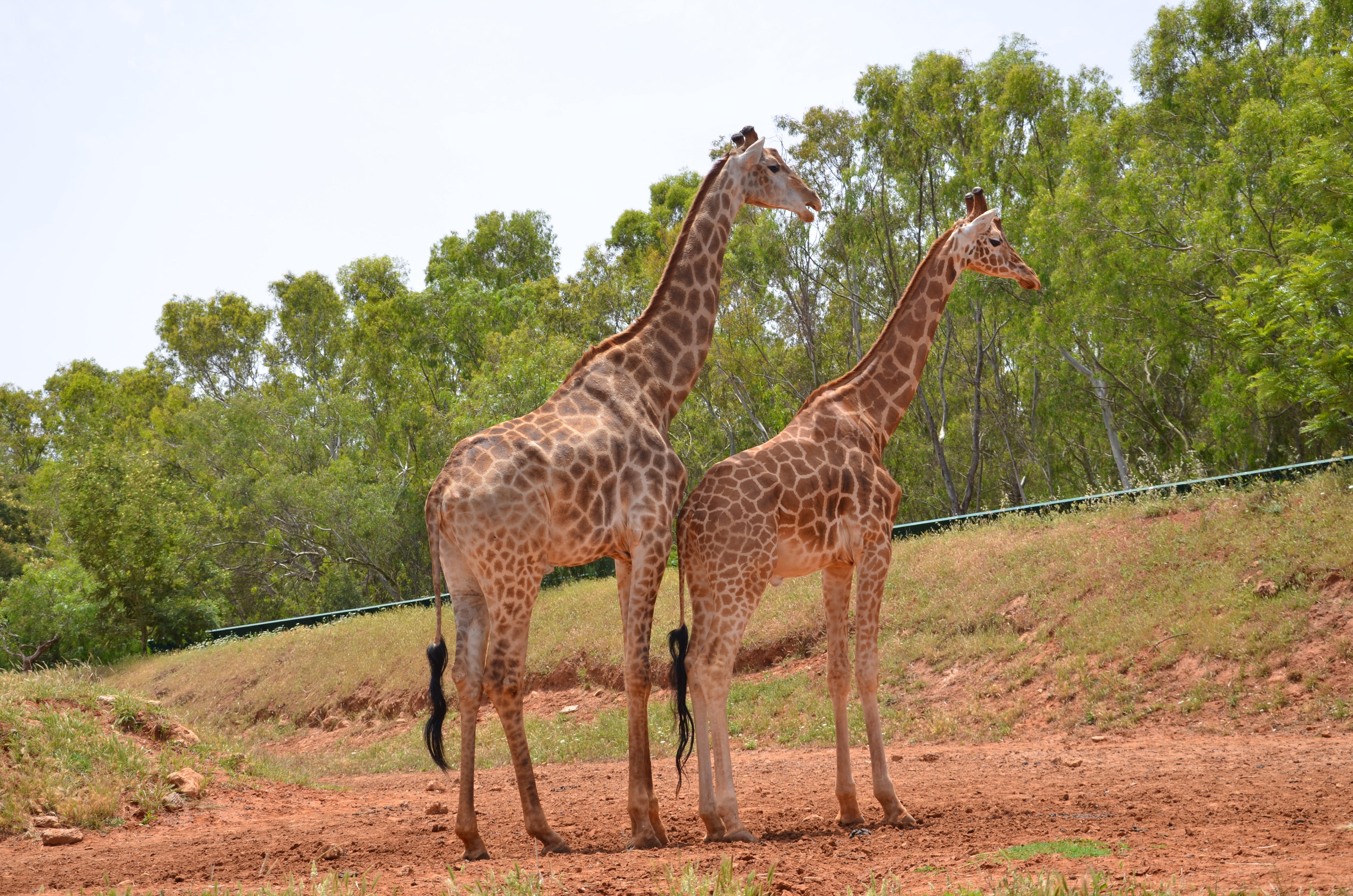 Rabat Zoo