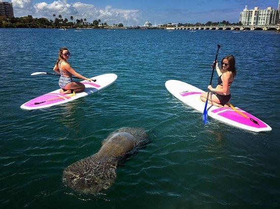 Puerto Rico Paddle Board Tours