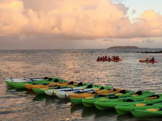 Bio Bay Kayaking
