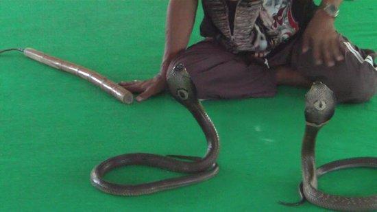 Thonburi Snake Farm