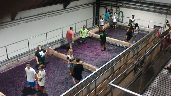 Jorge Barefoot - Wine & Tours