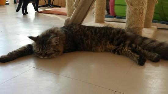 Cat Lovers Cafe'