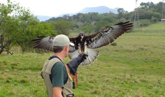 ArtFalcon Falcoaria Florianopolis