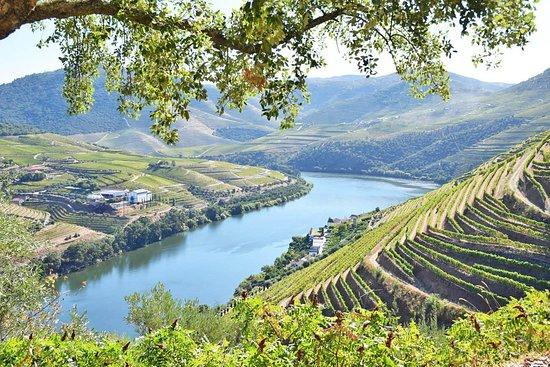 Douro Vineyard Tours