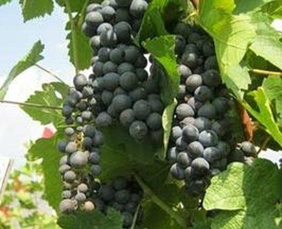 Thailand Wine Tours