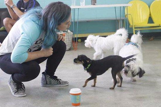 The Dog Cafe