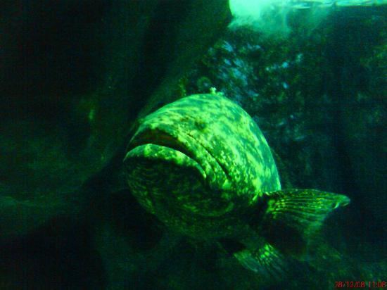 Santo Ocean Museum