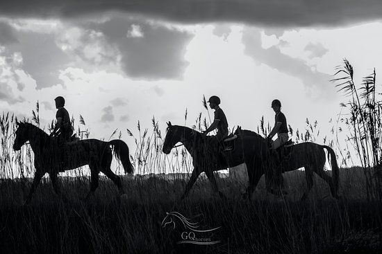 GQhorses
