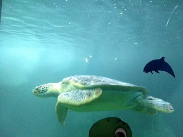 Aquario Guaruja