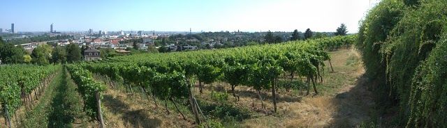Weinbau