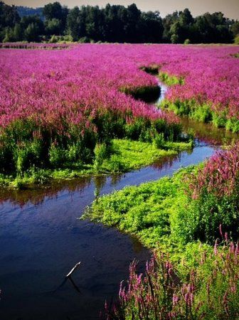 Oaks Bottom Wildlife Refuge