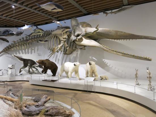 Museo de Historia Natural de Dinamarca