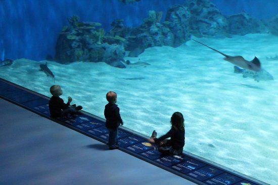 Acuario de Dinamarca