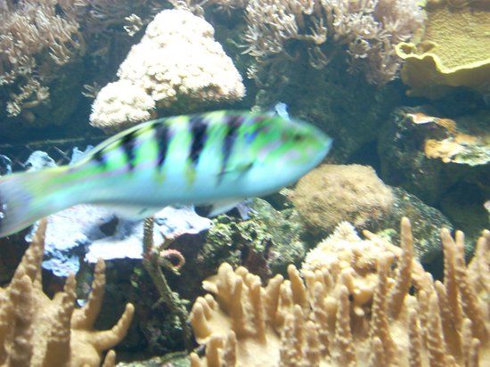 Acuario de Bruselas