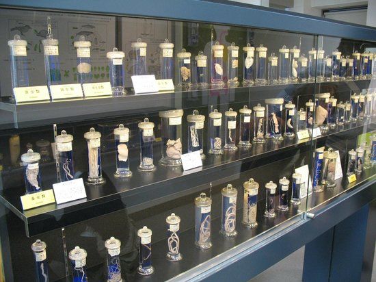 Museu Parasitológico de Meguro
