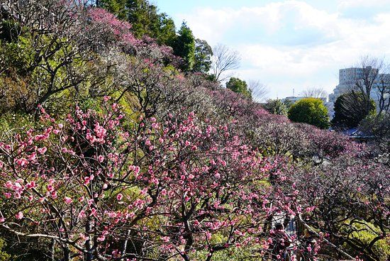 Jardim de Ameixeiras de Ikegami Baien
