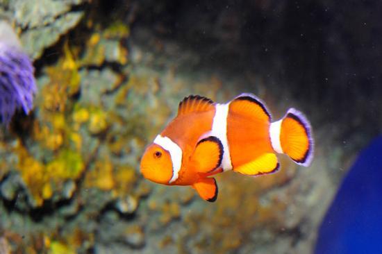 New York Aquarium
