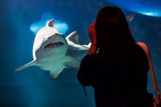 Greater Cleveland Aquarium