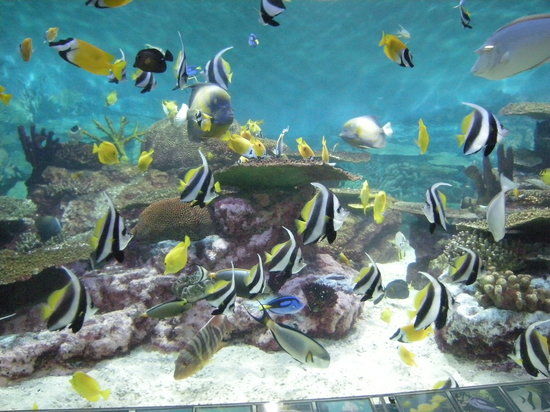 Aquário COEX