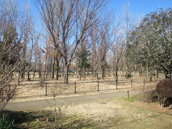 Parque Kuritsu Kashinomiya