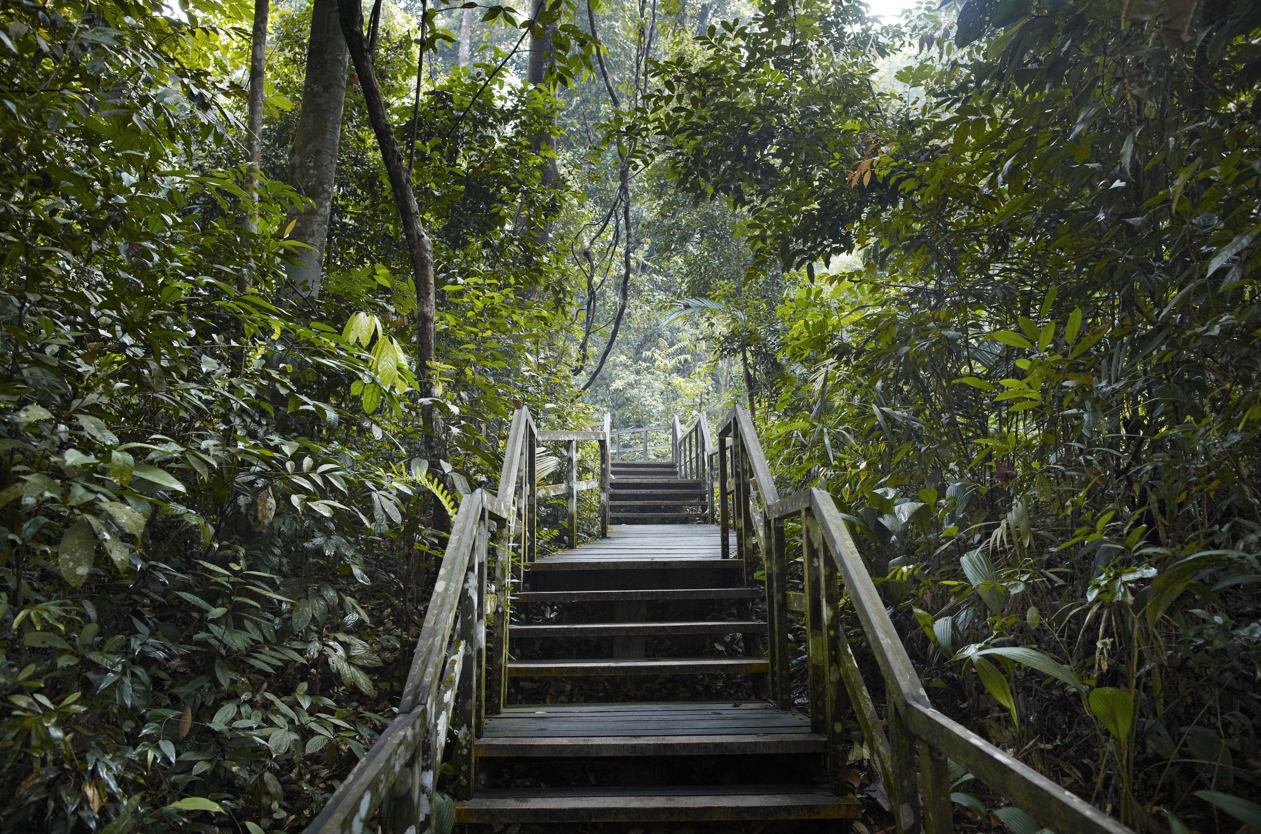 Bukit Timah Nature Reserve