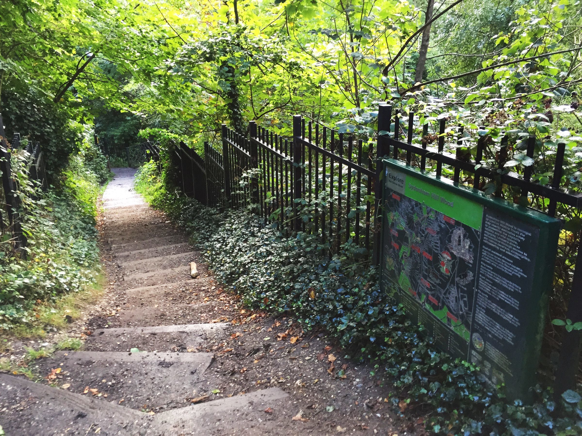 Sydenham Hill Wood