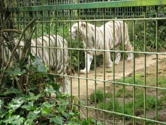 Santillana Zoo