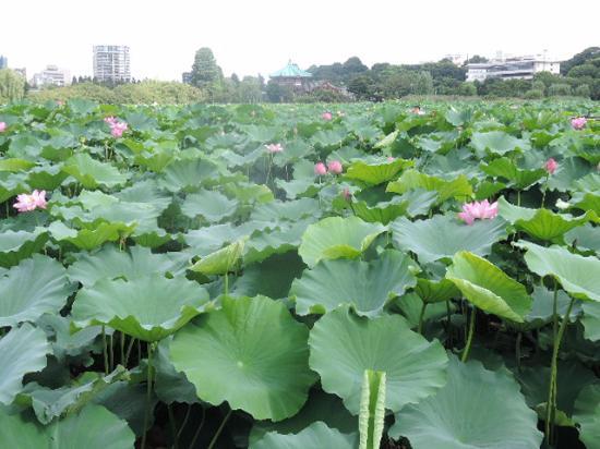Lagoa Shinobazu