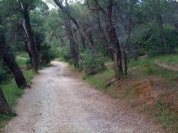 Syngrou woodland