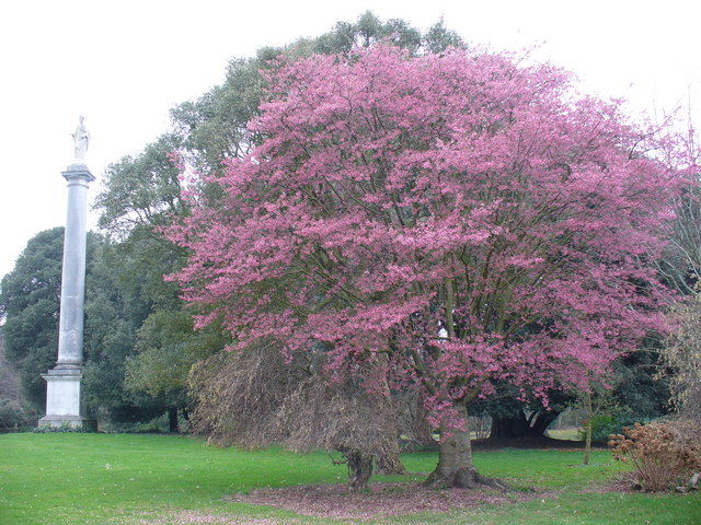Flora's Column