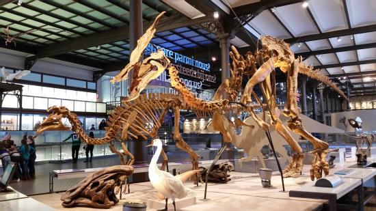 Museum of Natural Sciences