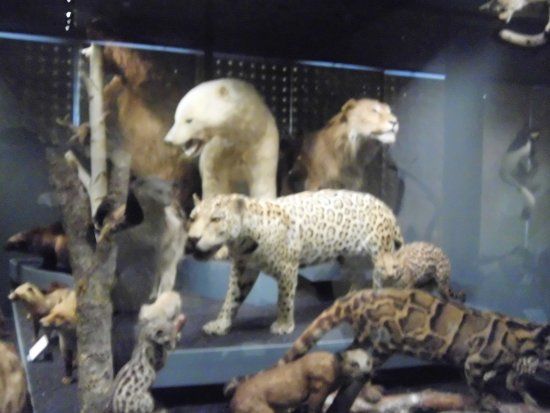 Museo de Historia Natural de Toulouse