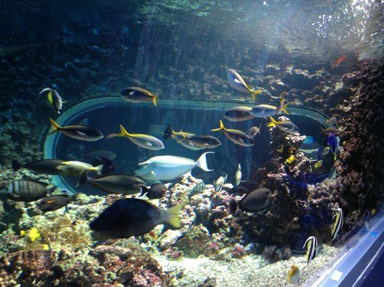 Acuario de Bergen